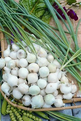 £1.29 • Buy Onion Pickling Paris Silverskin  4.0gm ~ 1100 Seeds