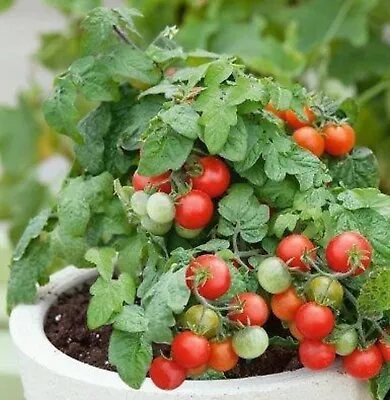 Red Robin Tomato Seeds | Organic | Micro-Dwarf | Heirloom | 20 Seeds Container • $2.99