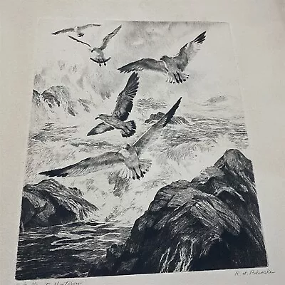  R H Palenske Etching Print Gulls At Monterey Ocean Rocky Beach • $79.99