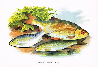 Azurine Dobule Rudd Vintage Fish Print Picture A F Lydon 1981 Reprint BFF#80 • $4.34