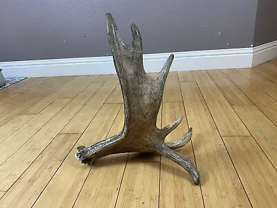 SELF STANDING Moose Shed Antler Horns Sheds Carving Wild Idaho Decor DROP TINE • $239.99