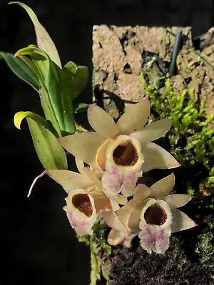 Dendrobium Hekouense Blooming Size Miniature Dendrobium Orchid Species • $27.50