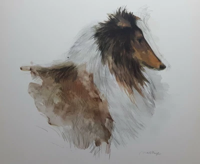 £12 • Buy Mads Stage. Danish Artist. Watercolour Print Dog Shelty