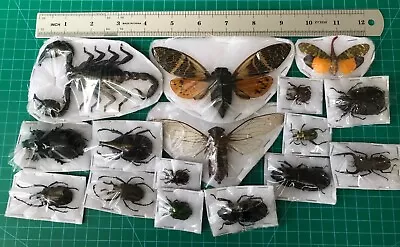 Set Of 15 Beetle Taxidermy Dried Insect Teaching Collection Gift For Kids • $39