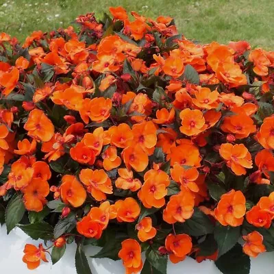 Impatiens – Dwarf Baby Orange - 100 Seeds • £3.99