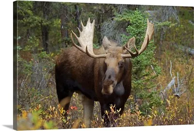 Moose In The Forest; Alberta Canada Canvas Wall Art Print Wildlife Home Decor • $49.99