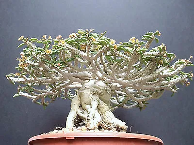 £8.05 • Buy Euphorbia Capsaintemariensis Exotic Madagascar Bonsai Caudex Cacti Seed 5 Seeds