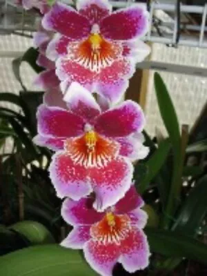 Odna Mem Martin Orenstein 'Lulu' HCC/AOS Live Orchid Plant 1B24 • $17