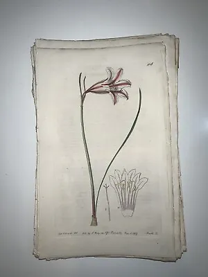 £17.70 • Buy 19th Century Edwards Botanical Register Hand Colored Engraving Flowers #168