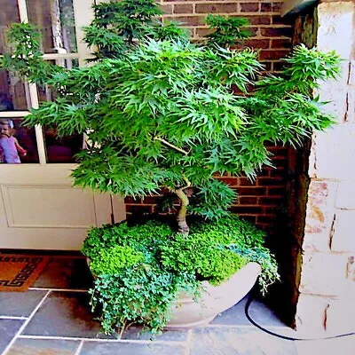 $7.95 • Buy 5  DWARF  Japanese Maple Tree Seeds (Mikawa Yatsubusa) UNIQUE Hemp Herb Bonsai 