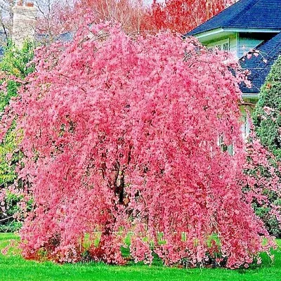 Japanese  WEEPING SAKURA  Cherry Blossom Flower Tree Seeds (pendula) Fast Hardy • $7.95