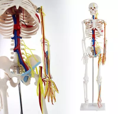 85cm Skeleton Model With Muscle Painted For Medical Science Anatomically Correct • $240.99