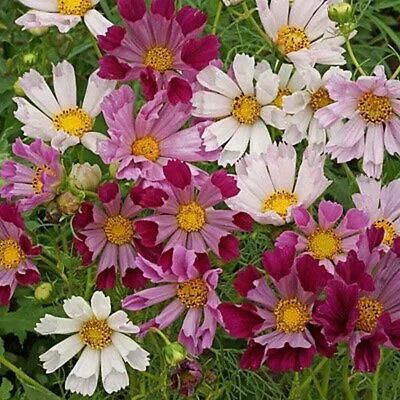 300 Seeds COSMOS Sea Shells Mix+4  FREE REUSABLE PLANT LABEL  • £1.15