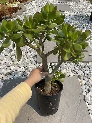 Jade Plant Crassula Ovata Around 21” Tall Rooted Flowering Money Tree Pre-Bonsai • $39.99