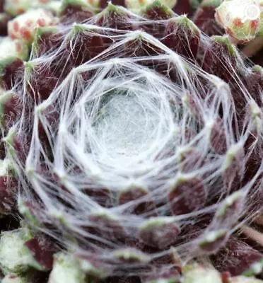 Sempervivum Cotton Candy Evergreen Succulent House Leek  - 9cm Pot • £7