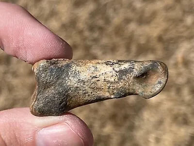 Florida Fossil Deer Toe Bone Pleistocene Mammoth Age Mammal • $12.99