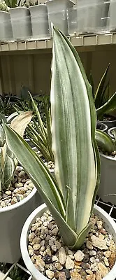 Sansevieria Siam Silver / Metallica  In A 16cm Pot • $20