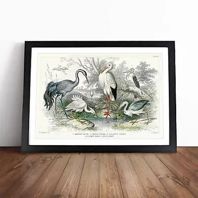 Crane Stork Egret & Heron Bird Oliver Goldsmith Wall Art Print Framed Picture • $23.58