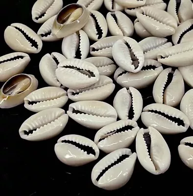 50 Natural Cowrie Shell Beads Back Cut Seashell Bulk Sea Shell 12mm - 16mm • $6.99