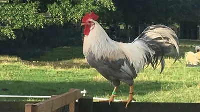 £7 • Buy Isabella Leghorn Hatching Eggs X 3 (Large Fowl)