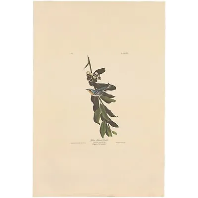 $100 • Buy Audubon Amsterdam Ed Dbl Elephant Folio Lithograph Pl 85 Yellow-throated Warbler