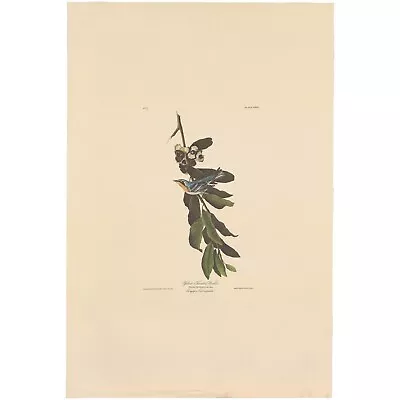 $100 • Buy Audubon Amsterdam Ed Dbl Elephant Folio Lithograph Pl 85 Yellow-throated Warbler