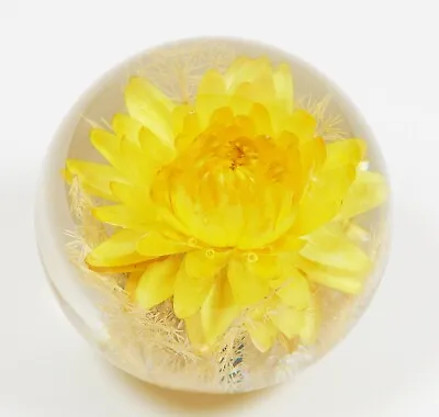 £18.99 • Buy Beautiful Hafod Grange Paperweight ~  Helichrysum Design
