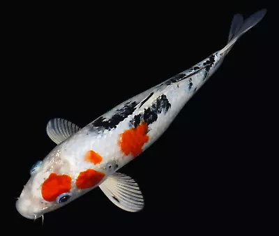 Live Koi Fish 10-11  Yamatonishiki Female Koibay • $125