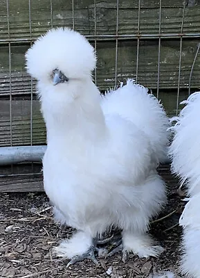 £18 • Buy 6 X Pure White BEARDED Silkie Bantam Hatching Eggs For  Broody Or Incubator