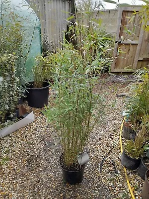 Fargesia Red Panda 10L   1.5m Tall Clumping Bamboo Jiuzhaigou 1 Bushy Plants  • £49.99