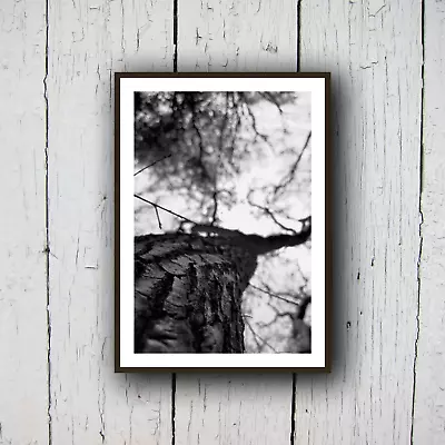 Tree Trunk Macro Photography A4 Glossy Print - Woodland Print • £13.99