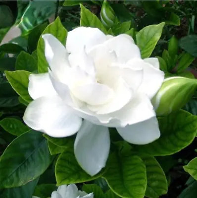 20PCS Seeds Gardenia Cape Jasmine White Flowers Strong Fragrant Double Petals • £3.25