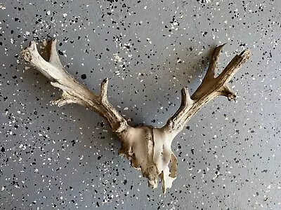 Deer Antler Skull Cap Decor Cabin Art • $12.99