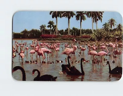 Postcard Flamingos And Swans Infield Lake Hialeah Race Course Miami Florida USA • $3.49