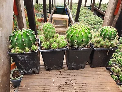 £16 • Buy Echinopsis Cactus Set Plant  
