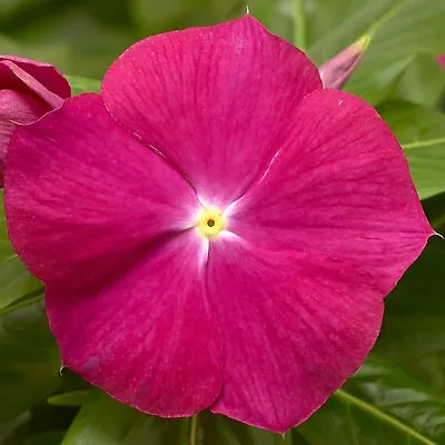 Vinca Seeds Cora XDR Cranberry 25 Seeds New Variety 2020 • $4.75