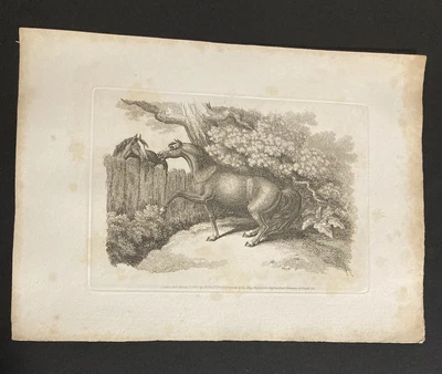 £9.99 • Buy Etching By Samuel Howitt  HORSES
