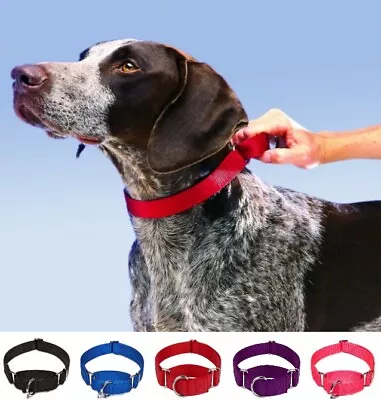 Martingale Big Dog Collar Premium ~ No Choke ~ S M L Nylon No Buckle Training • $9.95