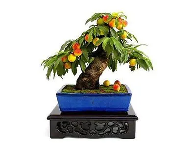 5 Miniature Crab Apple Bonsai Seeds Hardy Outdoor Bonsai Tree Seeds • £2.99