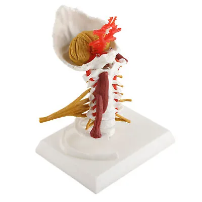 Cervical Spine Model Removable Human Spinal Nerves Model For Doctor Patient FB9 • $46.03