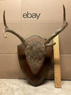 Vintage 80’s Whitetail Deer 5 POINT Antlers Mount Taxidermy Man Cave • $59.99