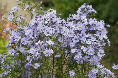 £4.99 • Buy Aster 'Little Carlow 'dainty Lilac Blue Daisies 9cm Pots .