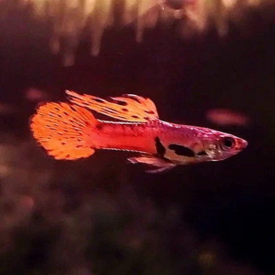 $35 • Buy Red Asian Endler TRIO
