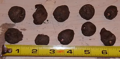 Ten (10) Amorphophallus Konjac  Beige Stem  Bulbils Tuber Corm Voodoo Lily Bulb • $35