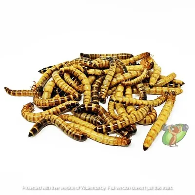 Live Large Superworms With Free Shipping! For Pet Reptiles! • $16.99