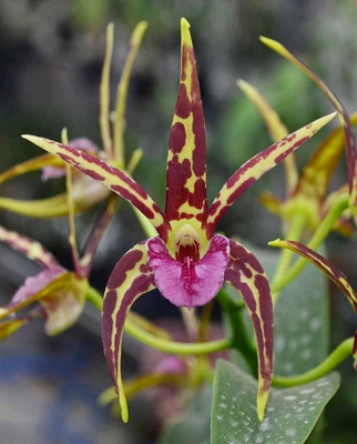 $9 • Buy Orchid -Dendrobium Victorian Regency 'Sunshine' X Speciosum 'Superstar'
