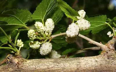 Morus Alba Tatarica White Mulberry 100 Seeds • $2.76