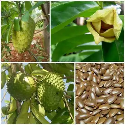 $0.59 • Buy 15 SOURSOP Annona Muricata Tree Seeds Giant Graviola Tropical Fruit Plant Ceylon