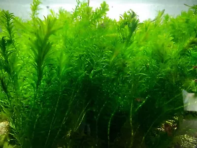 £3.69 • Buy Pond Plants - X Large BUNCH Elodea Densa Oxygenating Aquarium Live Plants.