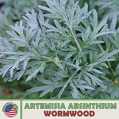 2000+ Wormwood Seeds Artemisia Absinthium Absinthe Herb Bitters Medicinal • $4.39